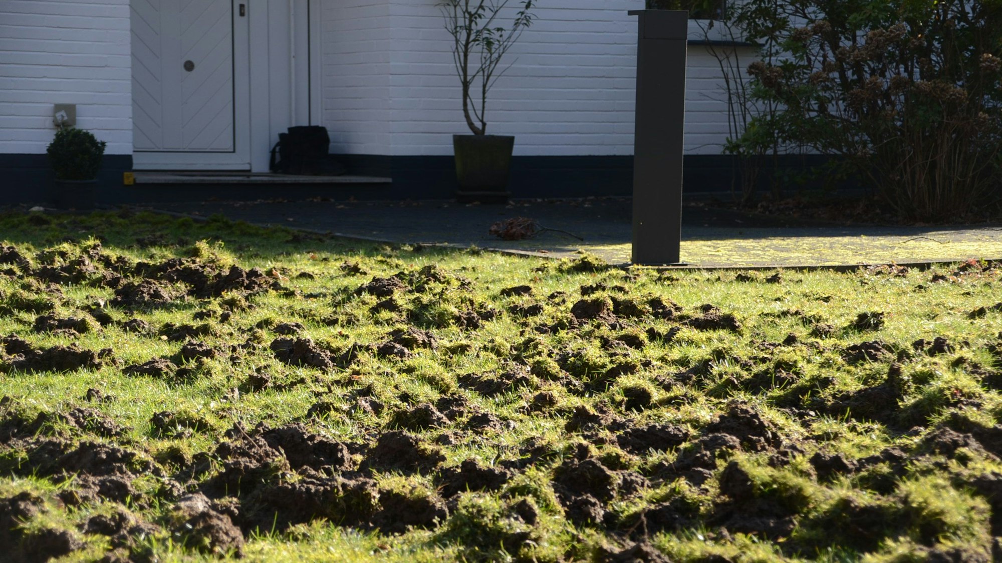 Ein von Tieren umgewühltes Rasenstück.