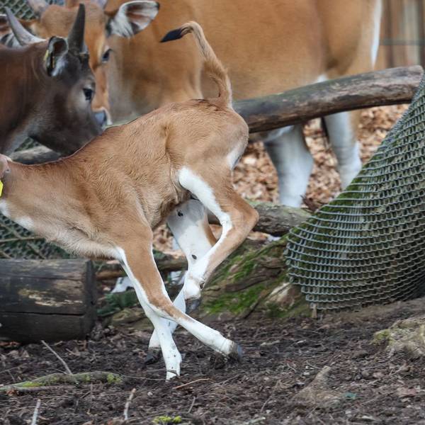 Gleich doppelten Zuwachs gibt es bei den Bantengs im Kölner Zoo.