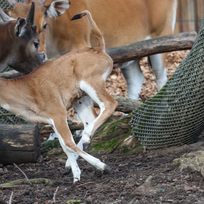 Gleich doppelten Zuwachs gibt es bei den Bantengs im Kölner Zoo.