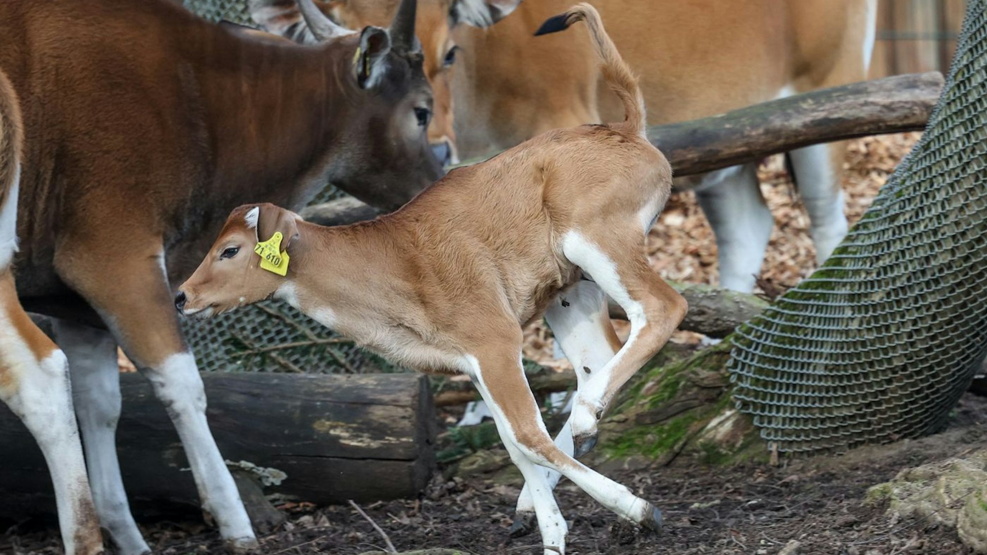 Gleich doppelten Zuwachs gibt es bei den Bantengs im Kölner Zoo.