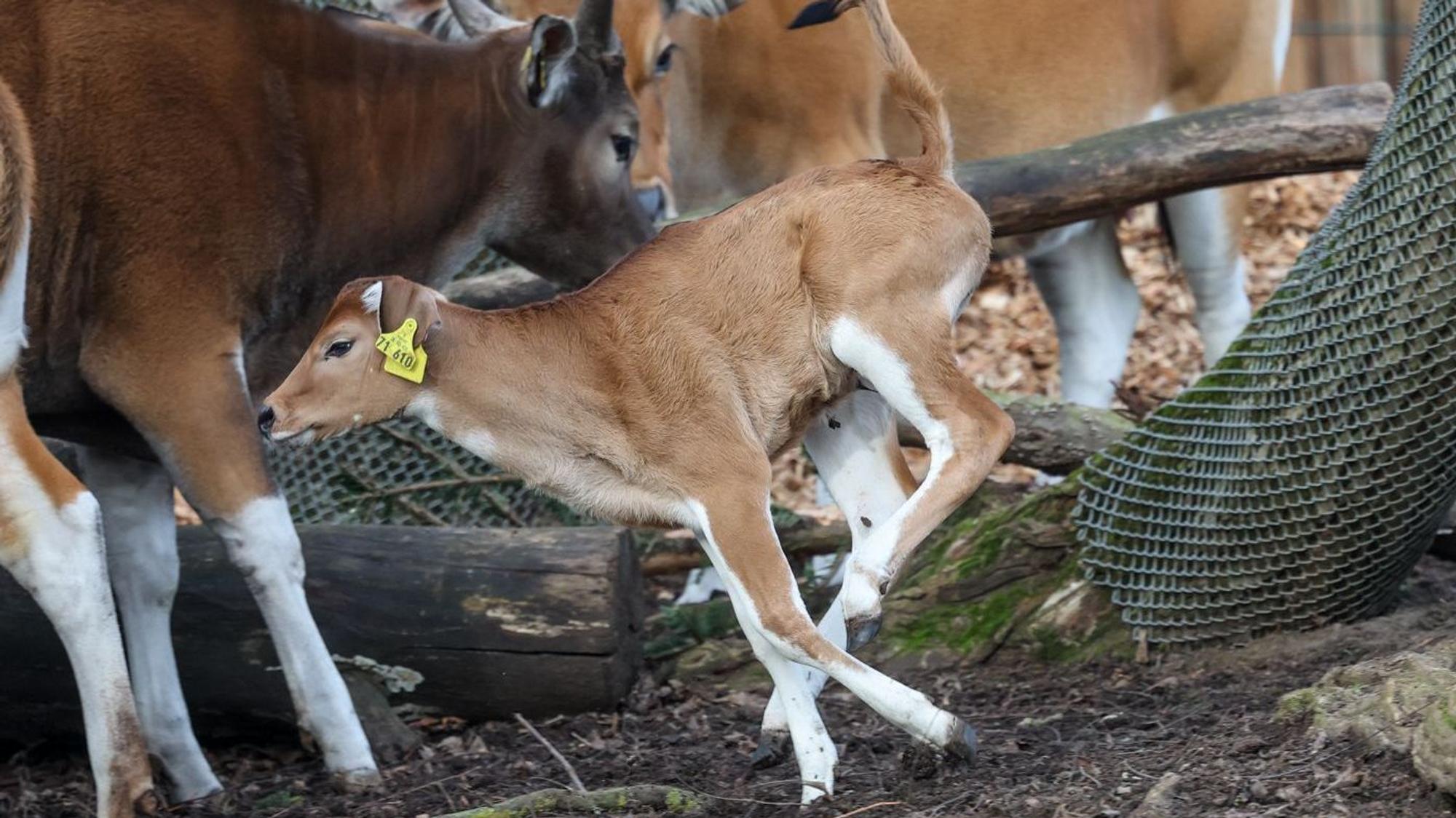 Gleich doppelten Zuwachs gibt es bei den Bantengs im Kölner Zoo.