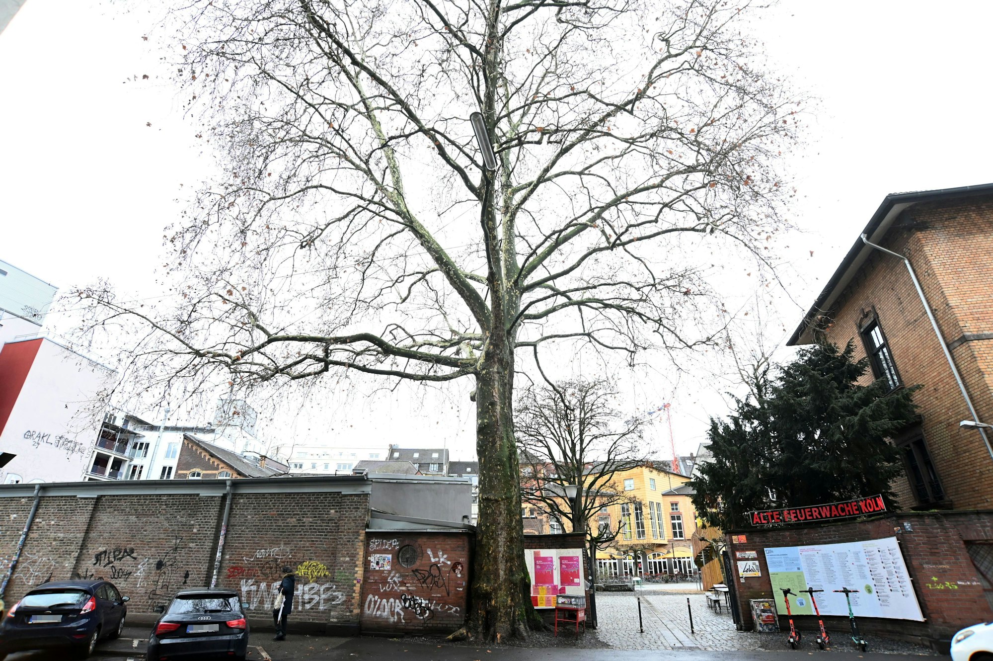 Eine 25 Meter hohe Platane am Bürgerzentrum Alte Feuerwache im Agnesviertel