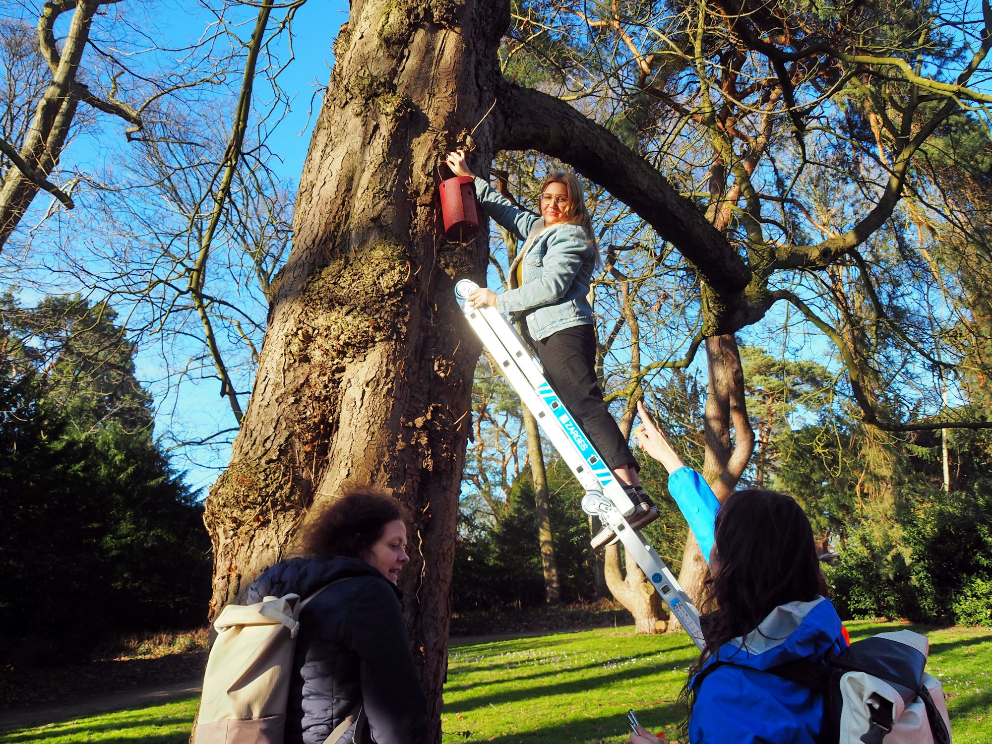 Eine Frau steht auf einer Leiter, die an einem Baum angelehnt ist.