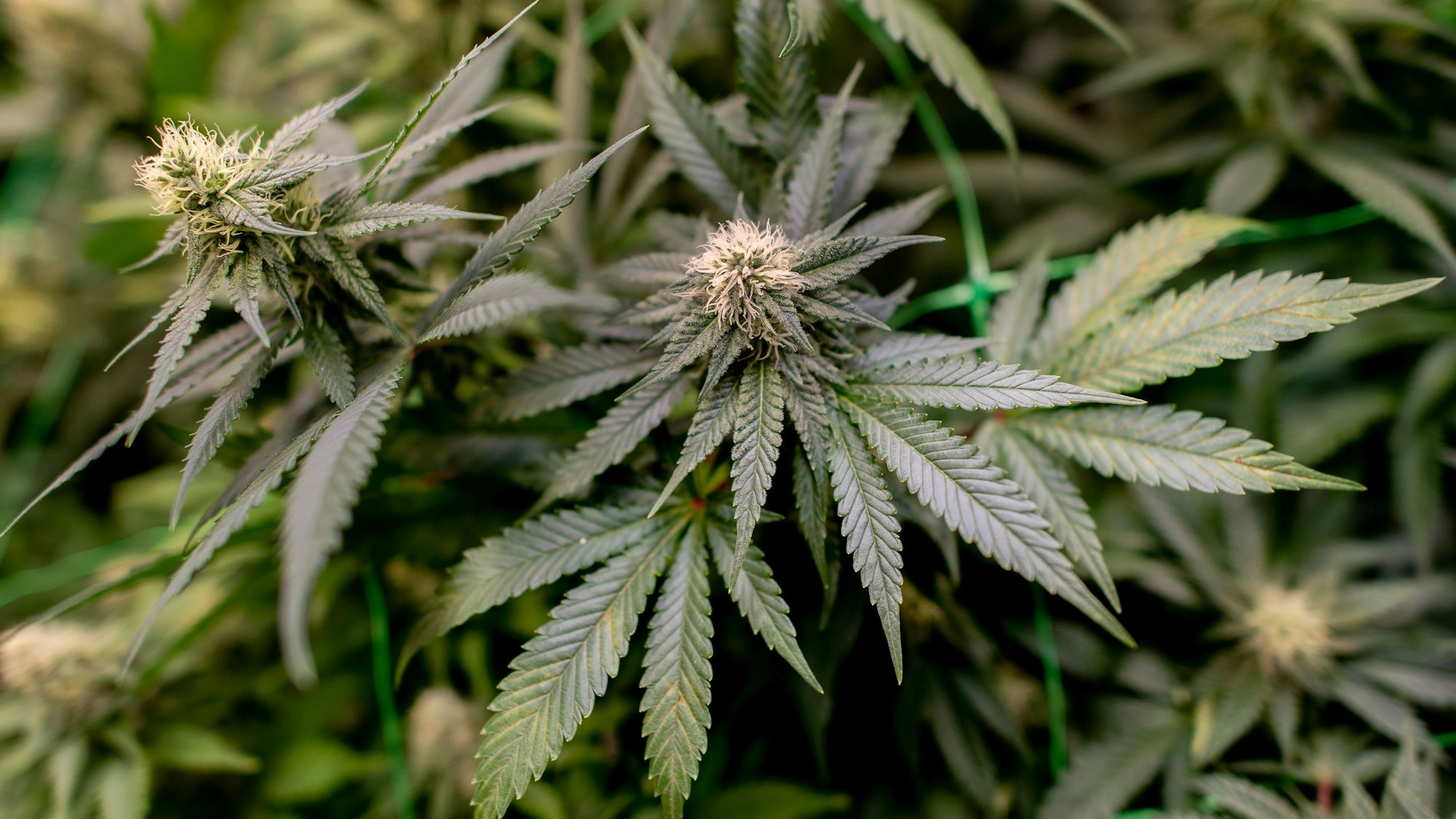 Cannabispflanzen wachsen auf einer Plantage.