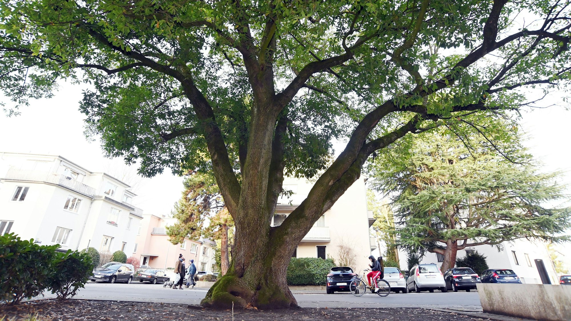 19.02.2026 Köln. Bäume können zum Naturdenkmal erklärt werden. Kringsweg 6. Foto: Alexander Schwaiger