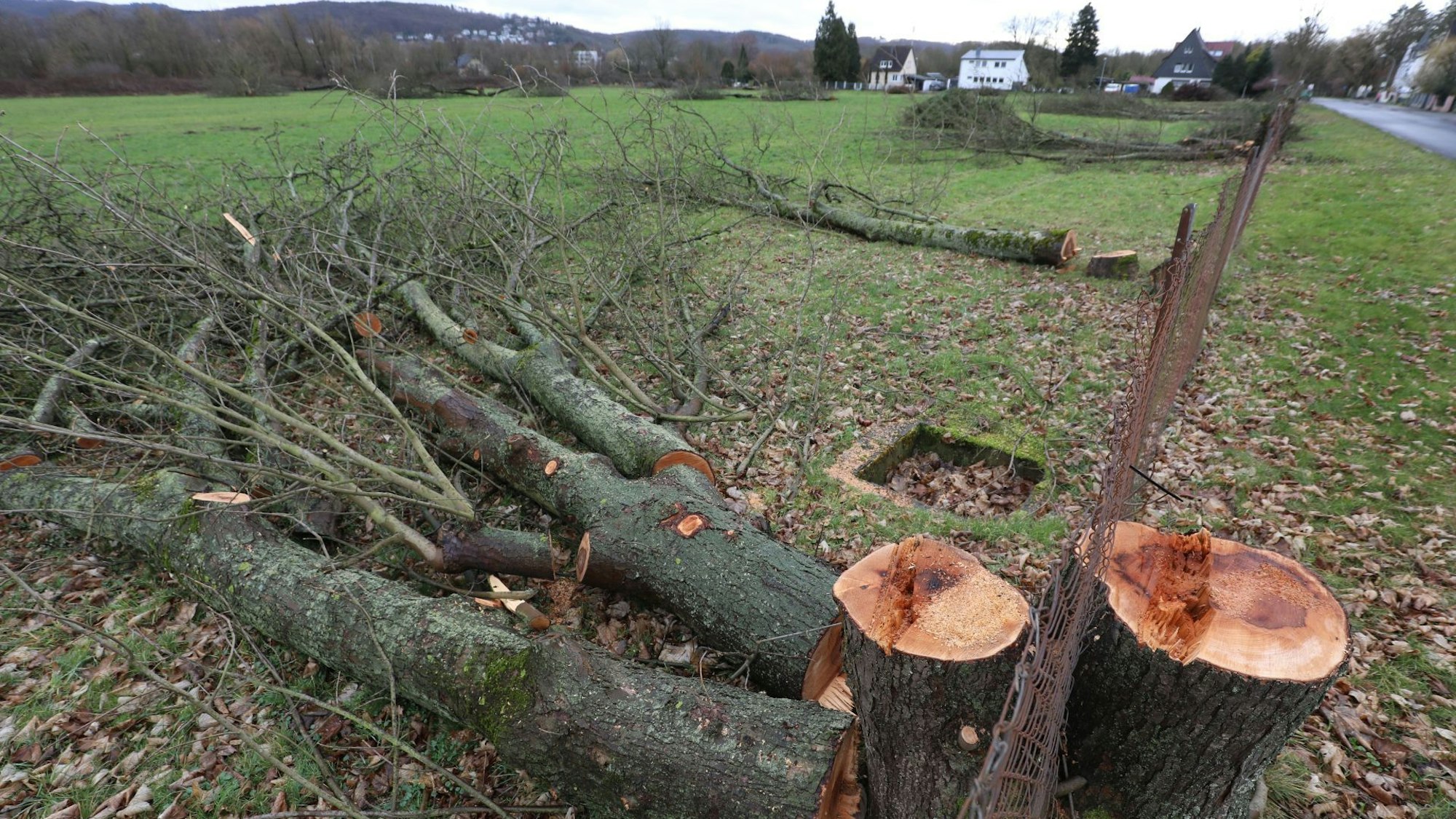 Gefällte Bäume auf einer Wiese.