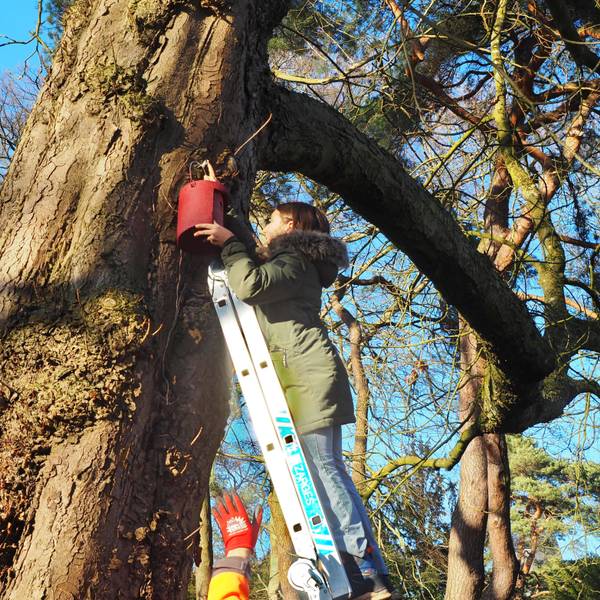 Eine Frau steht auf einer Leiter. Sie hängt einen Nistkasten in einem Baum in einem Park auf.