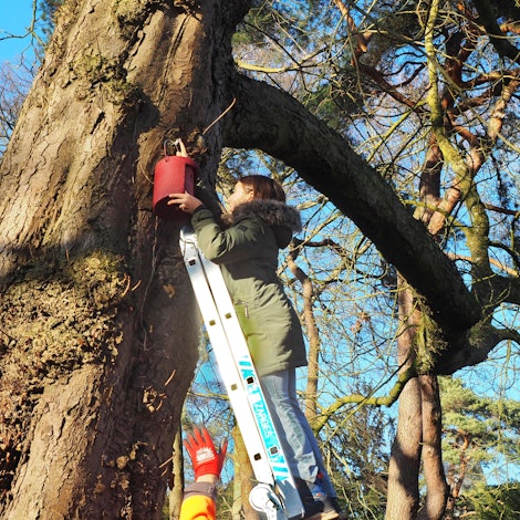 Eine Frau steht auf einer Leiter. Sie hängt einen Nistkasten in einem Baum in einem Park auf.