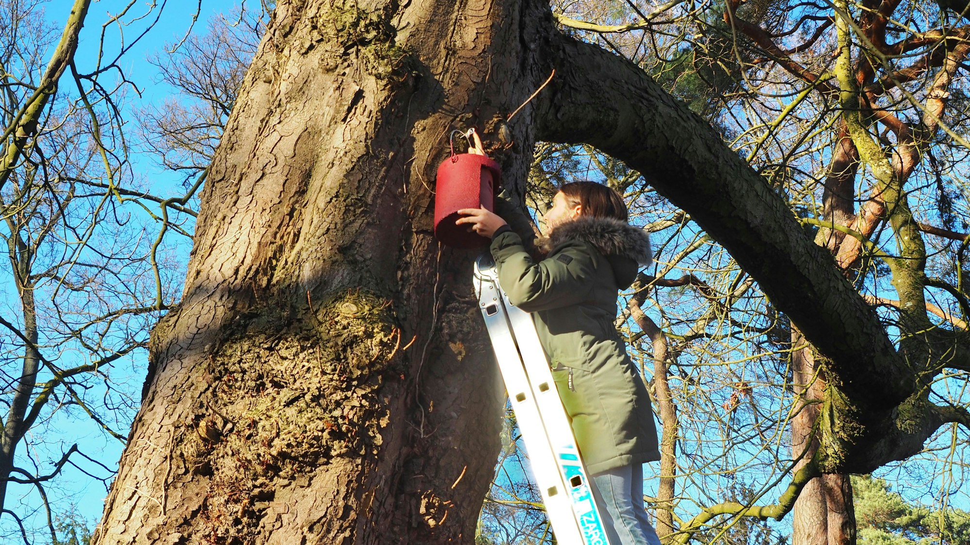 Eine Frau steht auf einer Leiter. Sie hängt einen Nistkasten in einem Baum in einem Park auf.