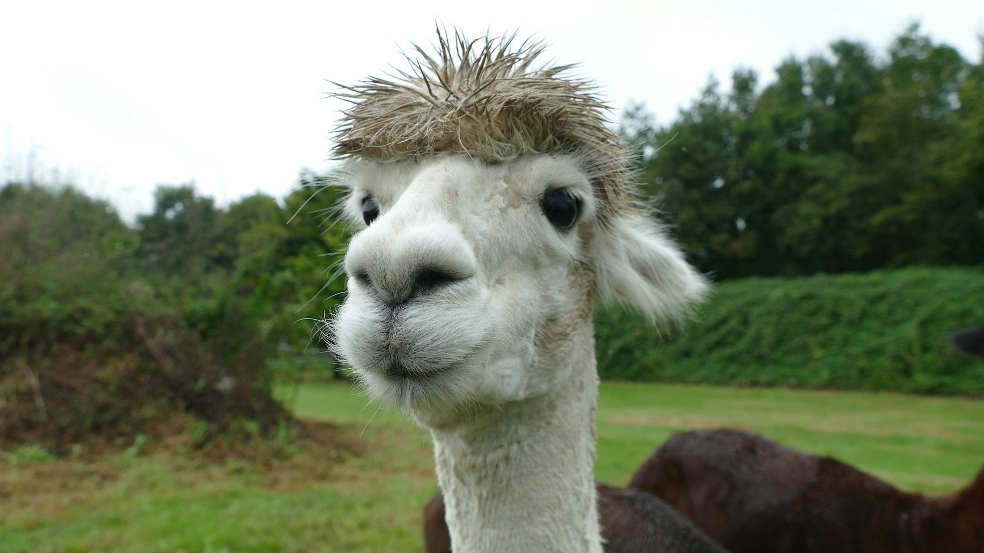 Ein Alpaka blickt in die Kamera.