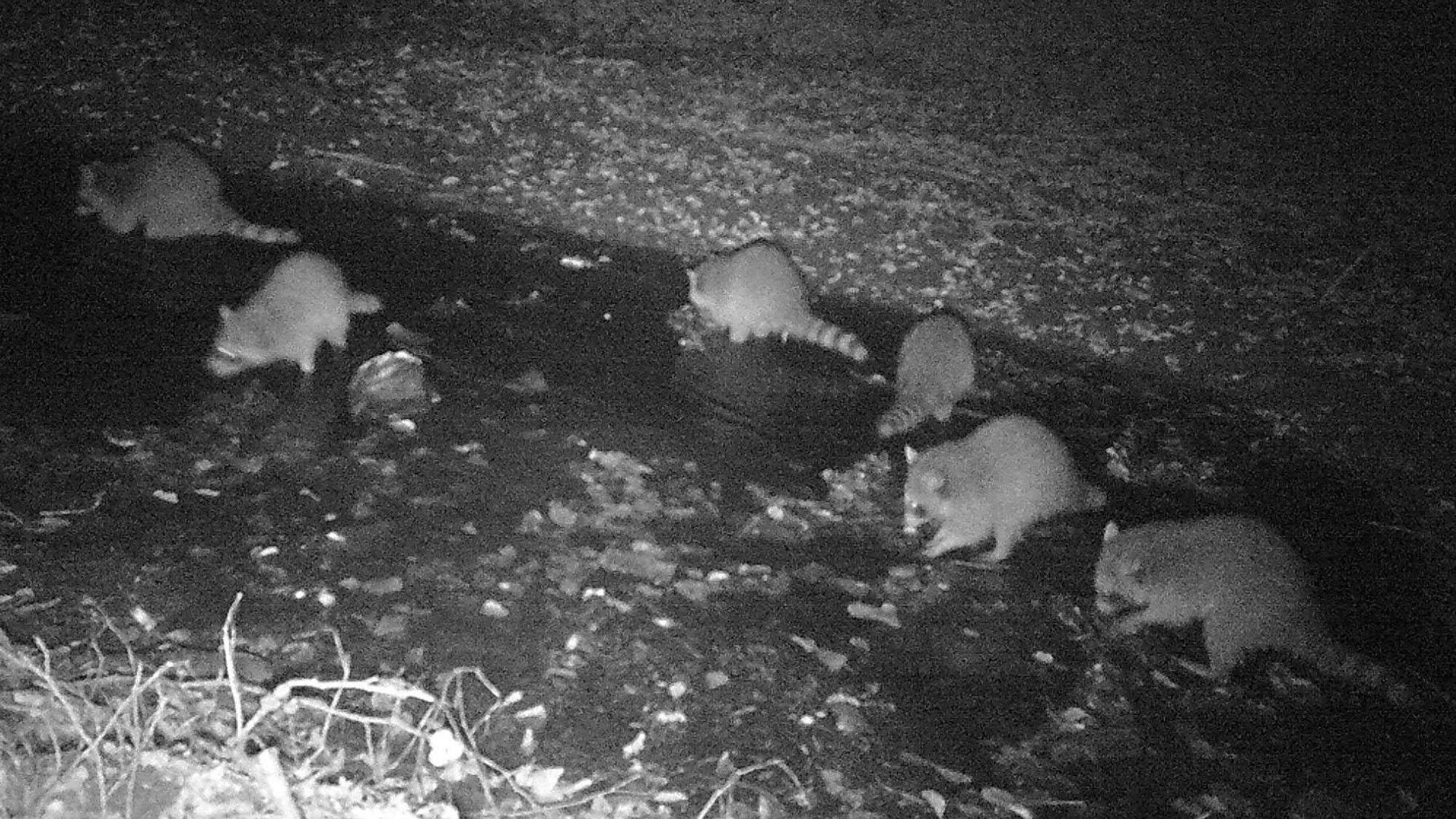 Waschbären werden zunehmend zur Plage: Ein Waschbärfamilie sucht im Bach nach Nahrung.