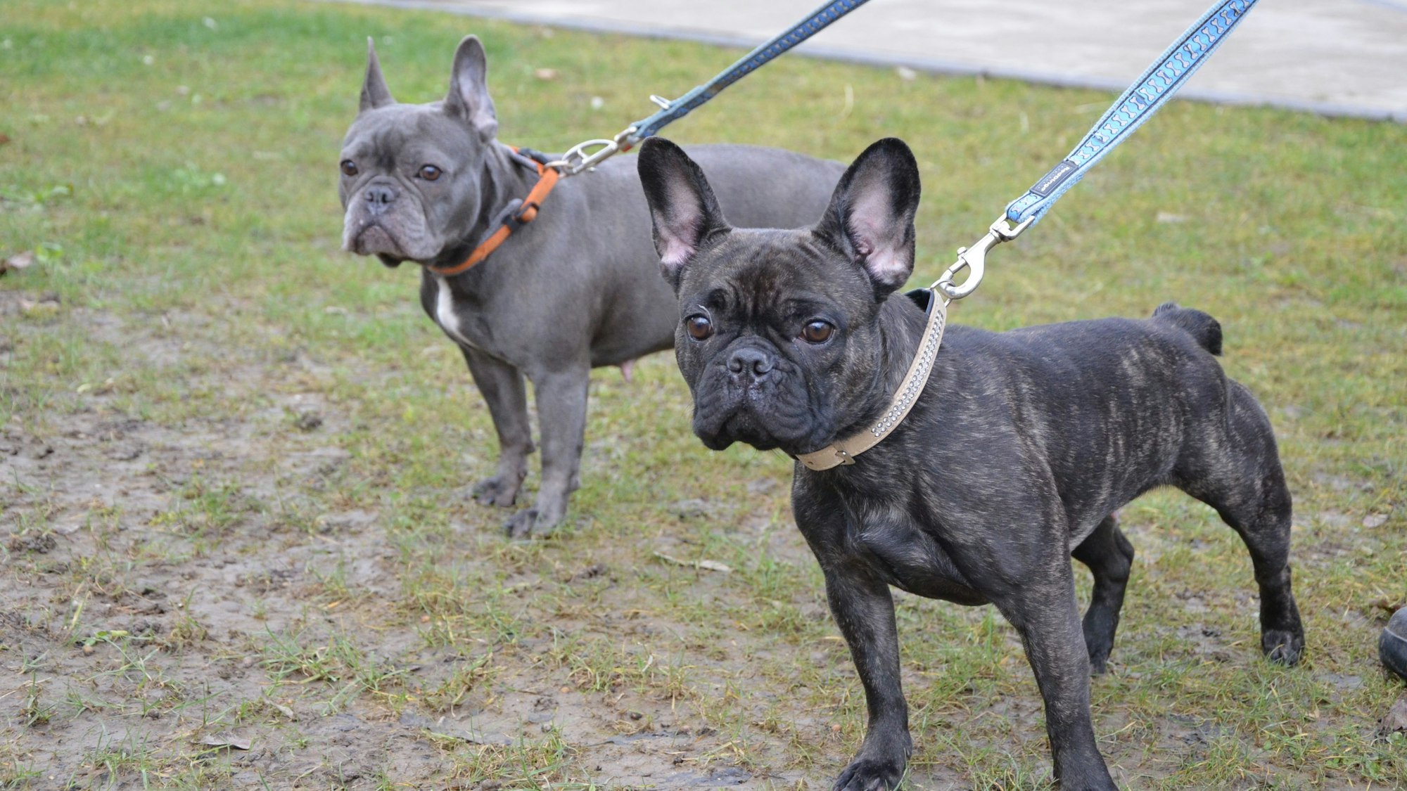Das Foto zeigt zwei kleine graue Hunde.