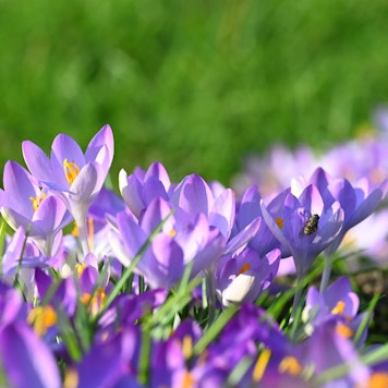 Das Bild zeigt blühende Krokusse.