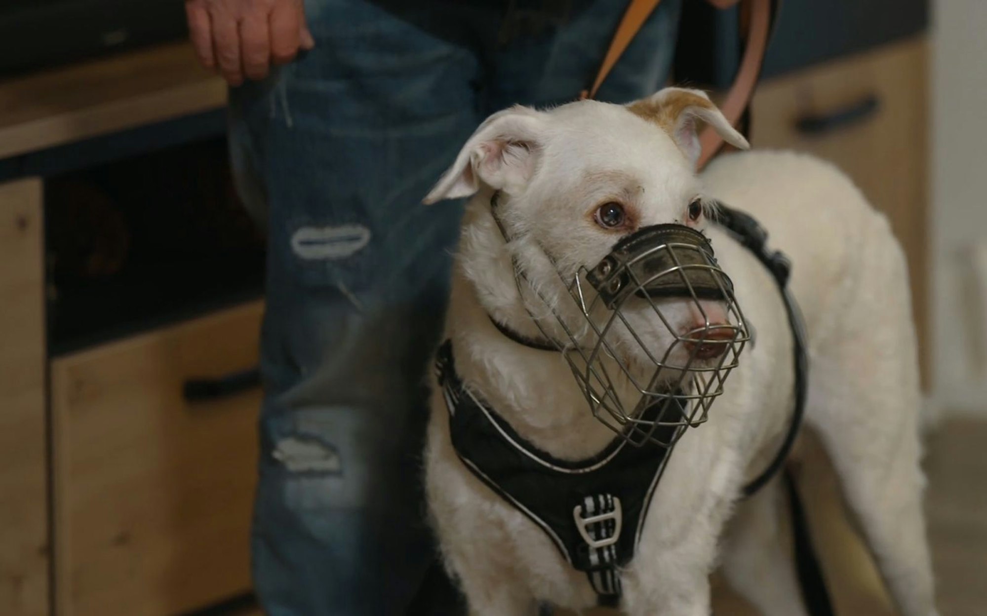 Noch ist der der elfjährige Rüde skeptisch. (Bild: RTL)