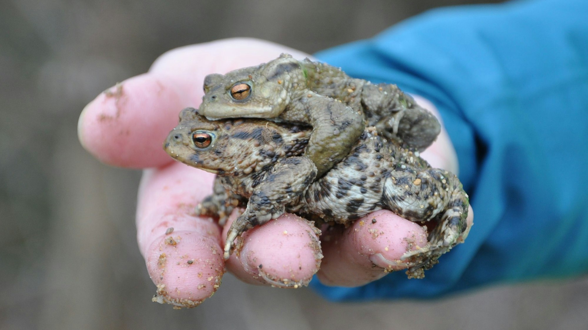 Auf dem Bild sind zwei Erdkröten zu sehen, das Männchen klammert sich auf dem Rücken des Weibchens fest.