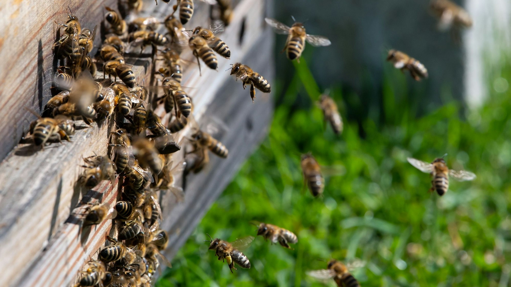 Eigentümer in Köln klagten gegen die Bienenhaltung von Nachbarn.