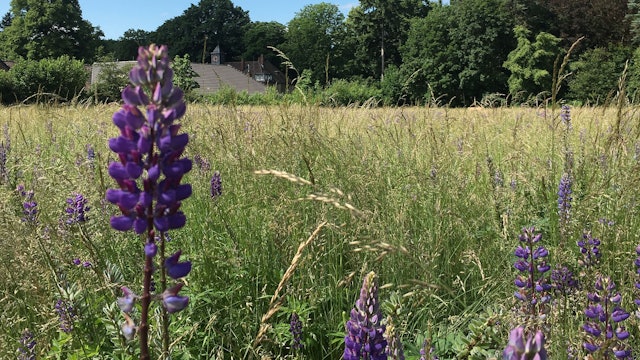 Hinter einer großen Wiese ist ein Gutshof zu sehen.