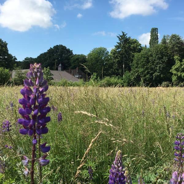 Hinter einer großen Wiese ist ein Gutshof zu sehen.