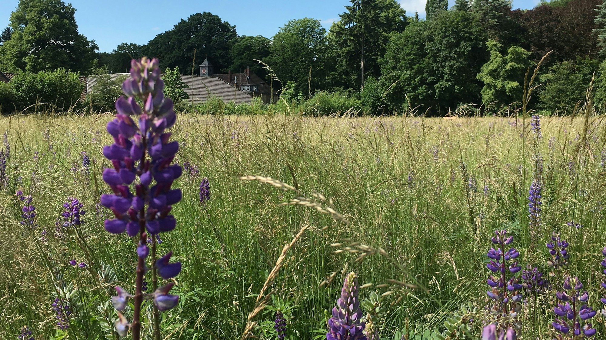 Hinter einer großen Wiese ist ein Gutshof zu sehen.
