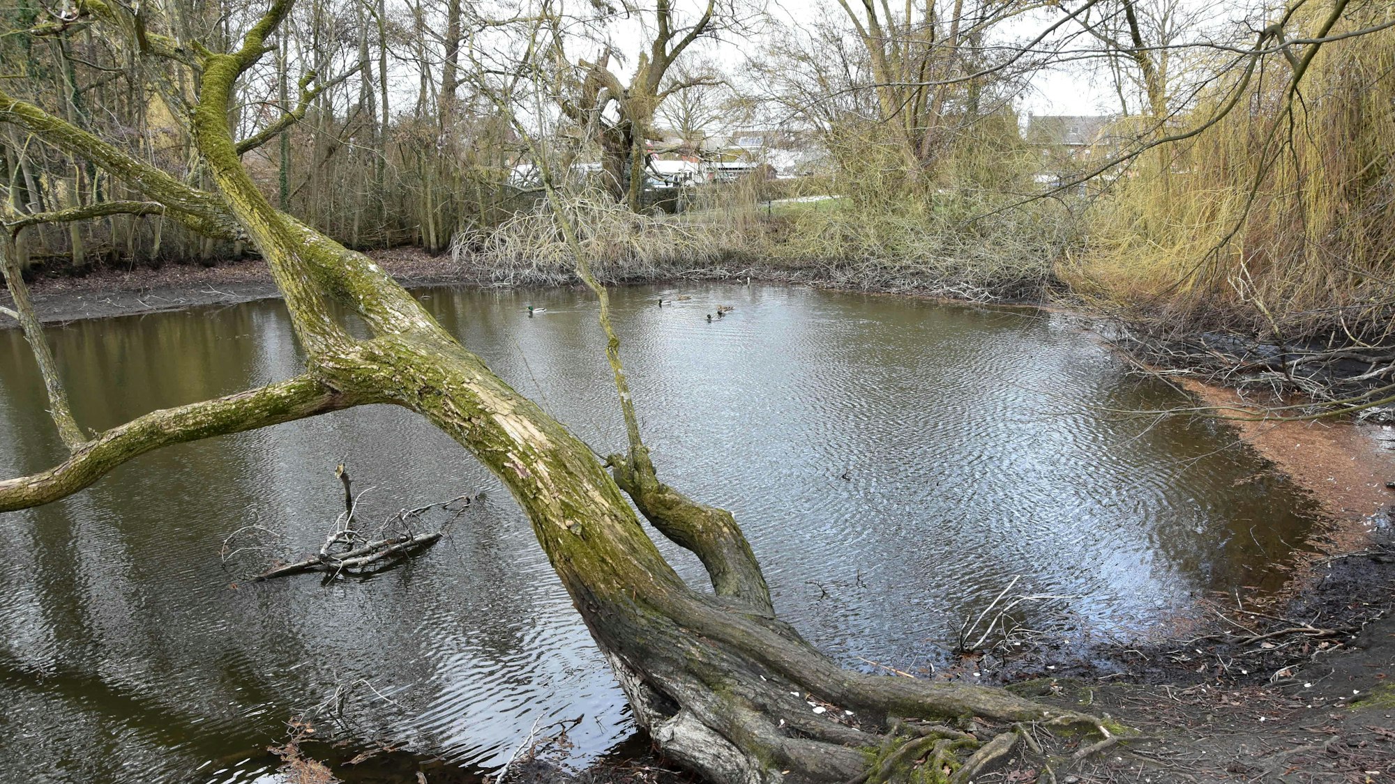 Zu sehen ist ein kleiner, von Bäumen gesäumter Teich.