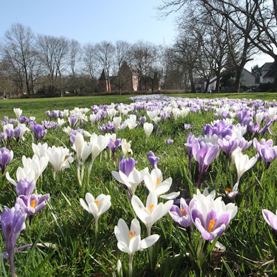 Lila und weiße Krokusse auf einer Wiese in der Sonne.