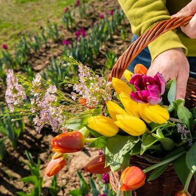 Wer sich von der Farbenpracht gar nicht mehr trennen möchte, kann auf dem beliebten Pflückfeld selbst zur Schere greifen.