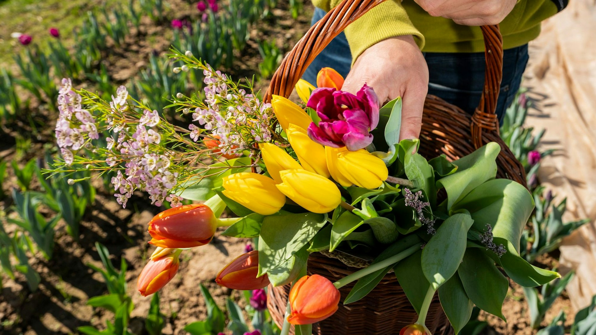 Wer sich von der Farbenpracht gar nicht mehr trennen möchte, kann auf dem beliebten Pflückfeld selbst zur Schere greifen.