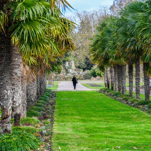 Die Palmenallee im Botanischen Garten