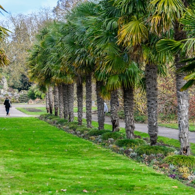 Die Palmenallee im Botanischen Garten