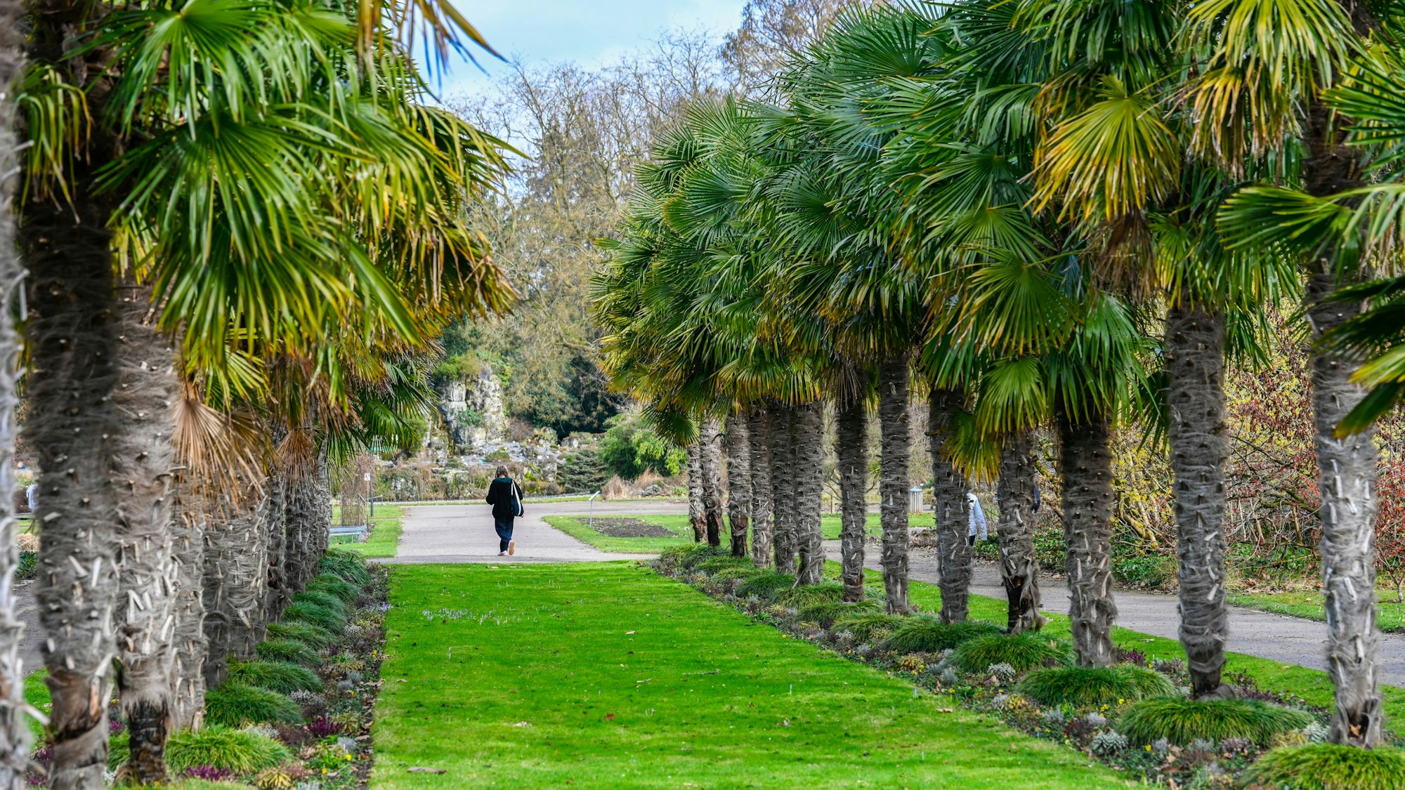 Die Palmenallee im Botanischen Garten