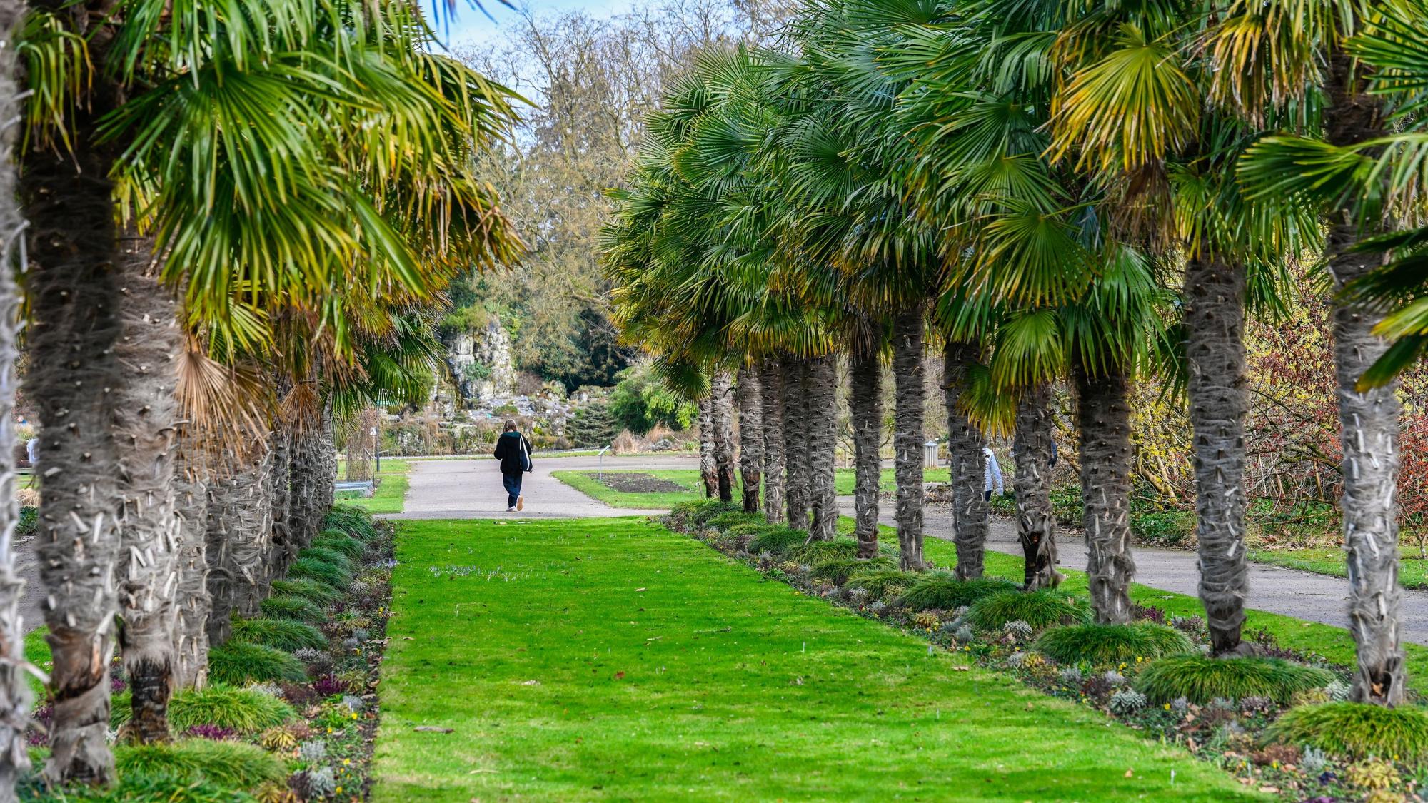 Die Palmenallee in der Flora gehört zu den exotischen Attraktionen im Botanischen Garten. (Archivbild)