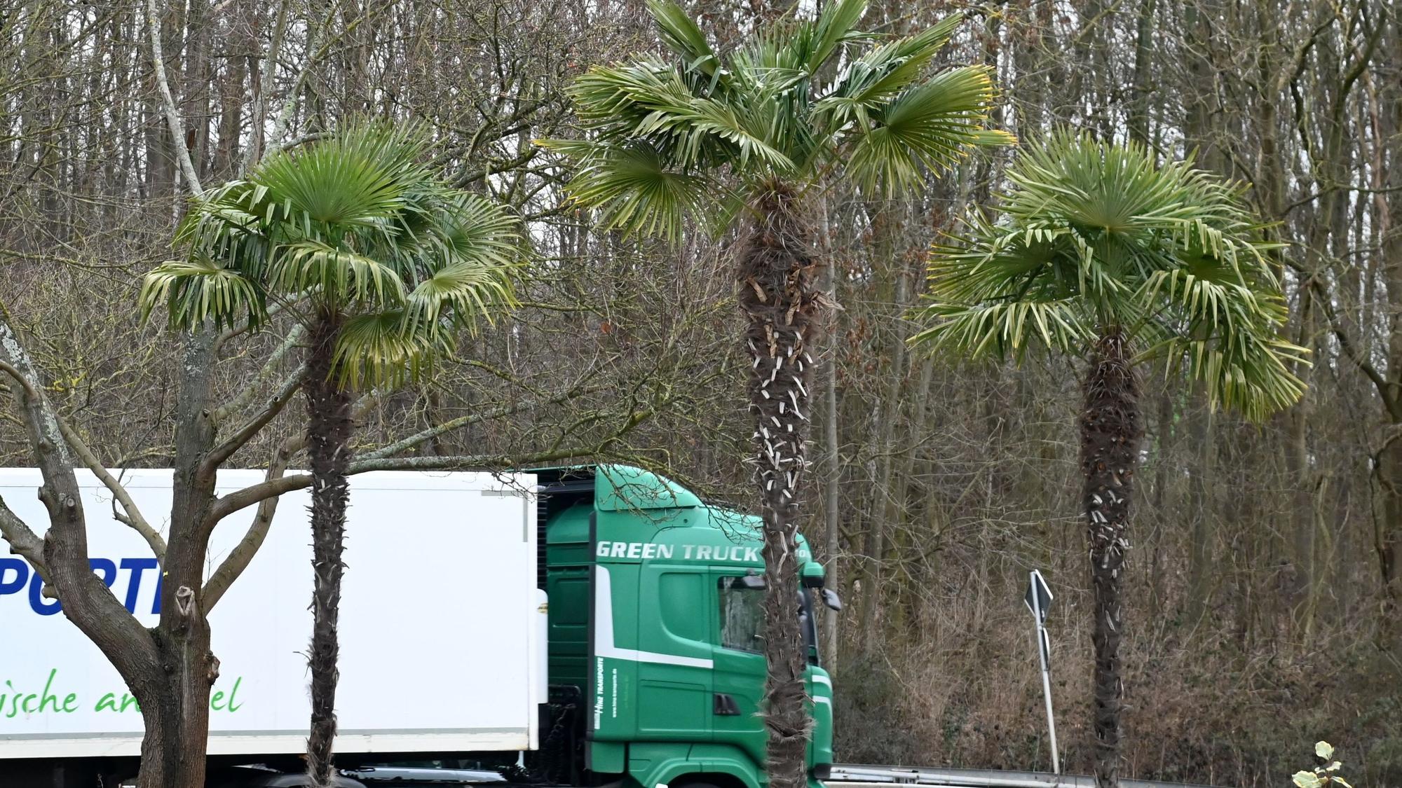 Chinesische Hanfpalmen an der Militärringsstraße vor Dinger`s Gartencenter