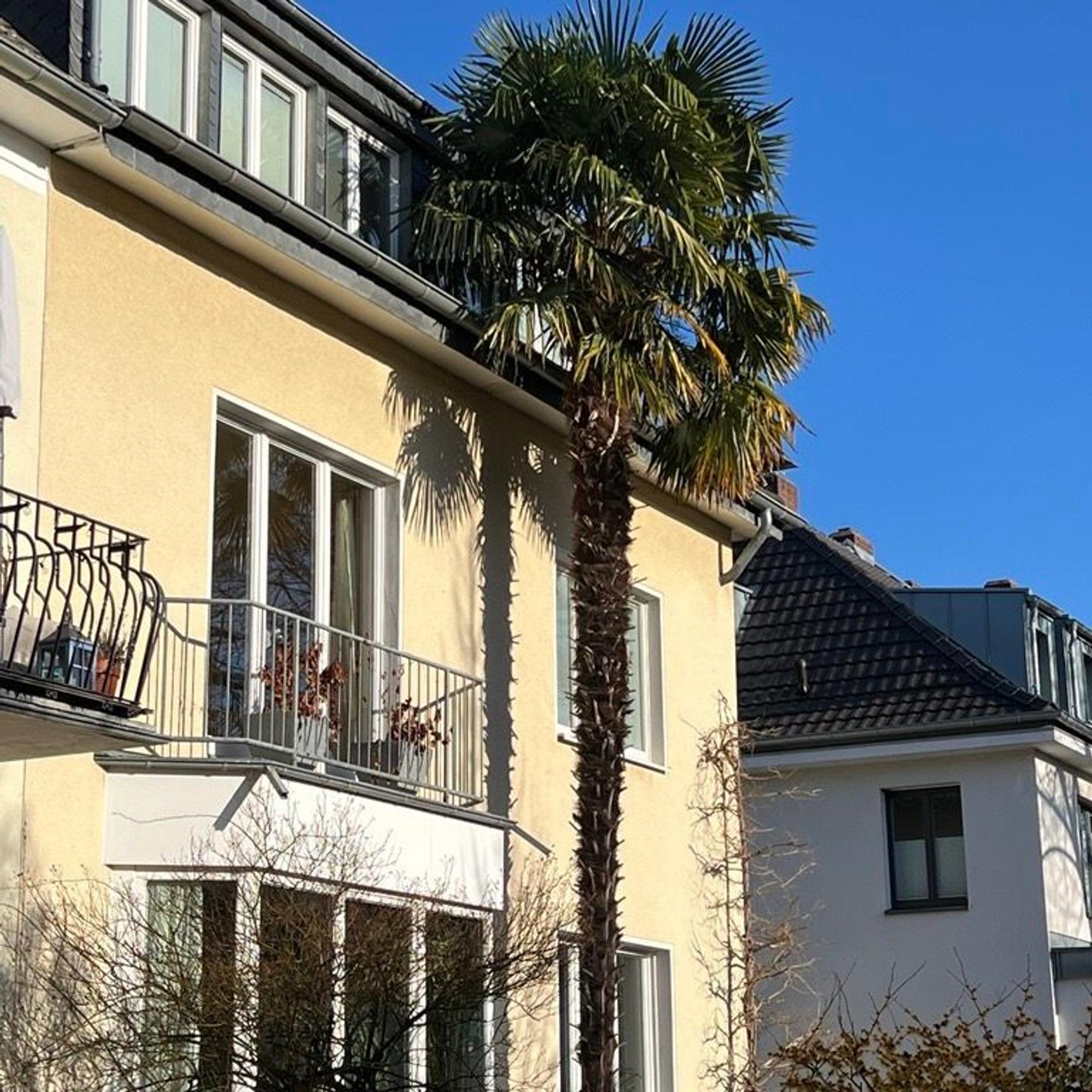 An einem Wohnhaus in Sülz ist die Palme bis zum Dach gewachsen.