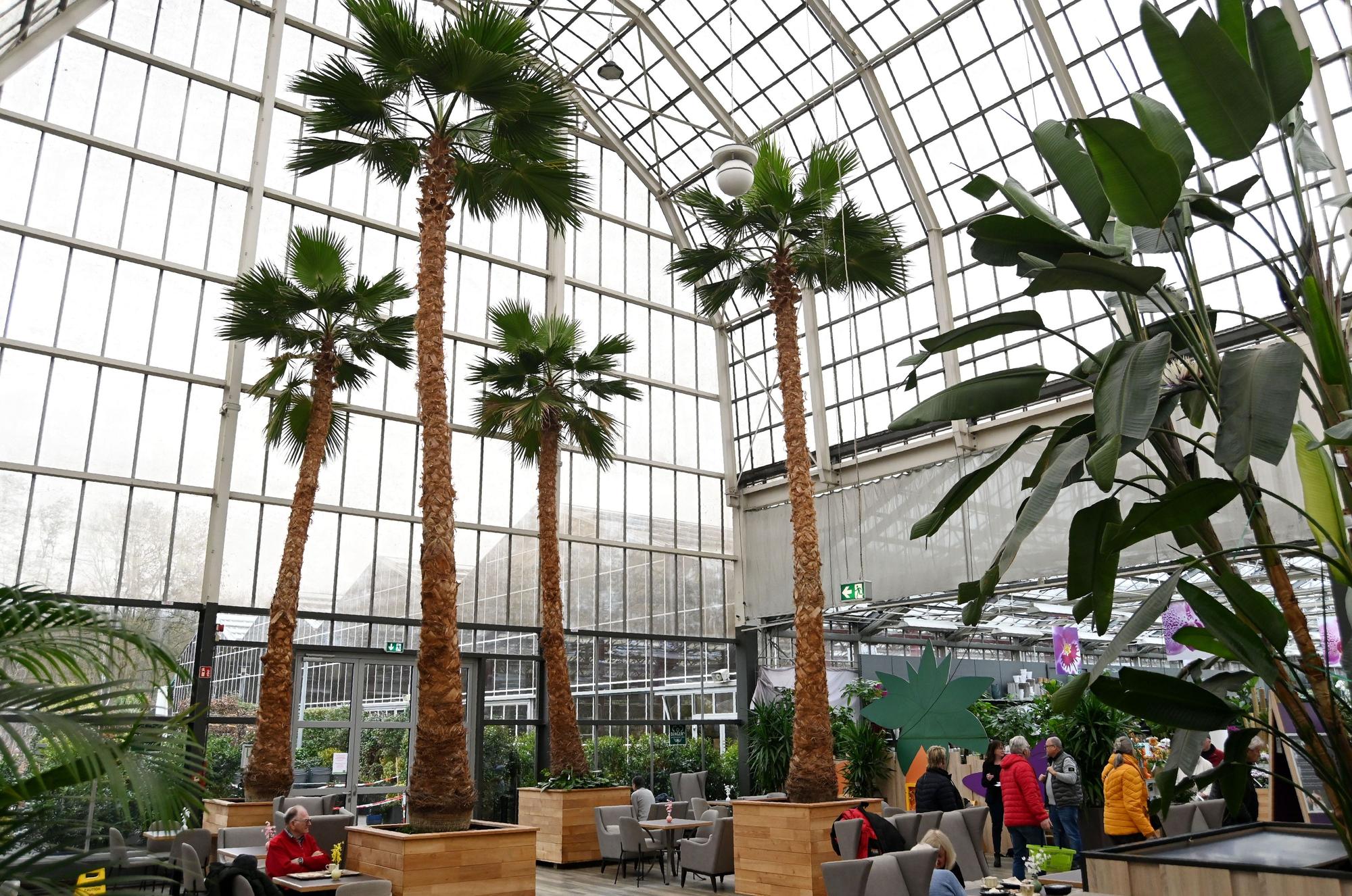 Washingtonpalmen im Palmencafé von Dinger's Gartencenter