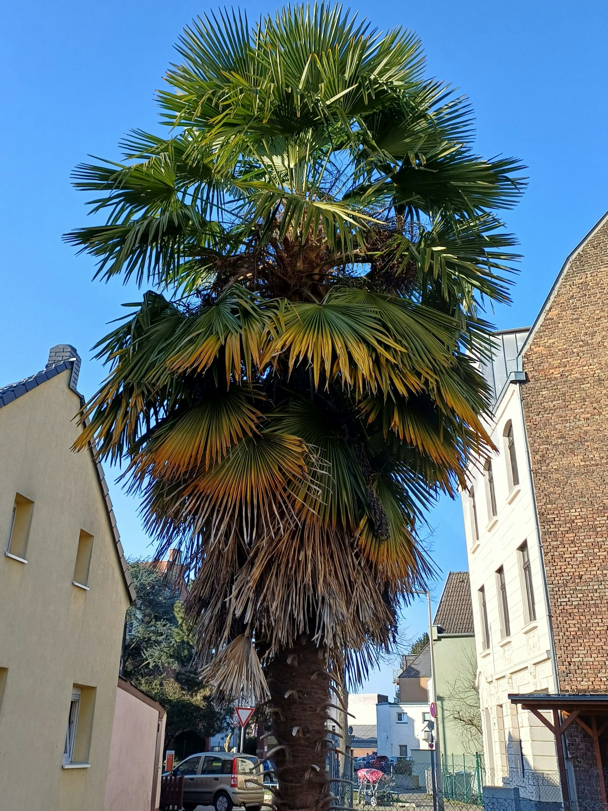 Palme in der Feldgärtenstraße in Niehl