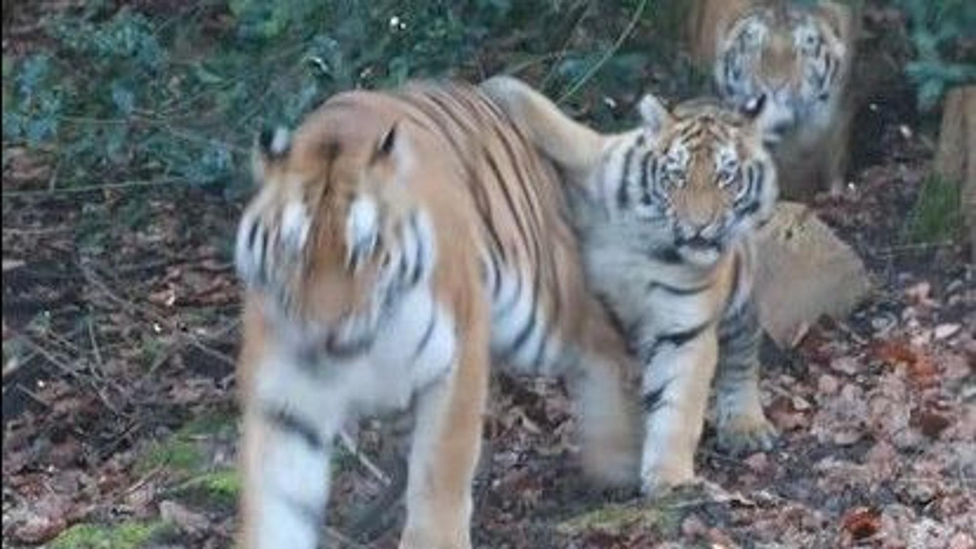Die Tiger-Zwillinge Neko und Altana mit ihrer Mama Tullia zum ersten Mal im Außengehege im Wuppertaler Zoo.