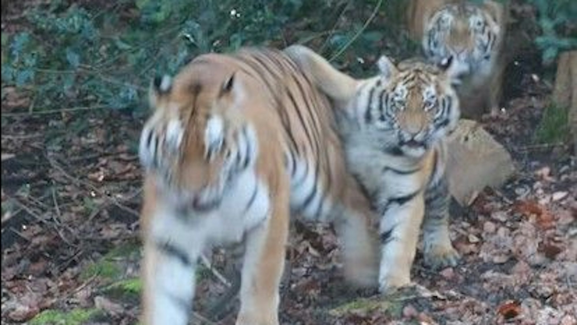 Die Tiger-Zwillinge Neko und Altana mit ihrer Mama Tullia zum ersten Mal im Außengehege im Wuppertaler Zoo.
