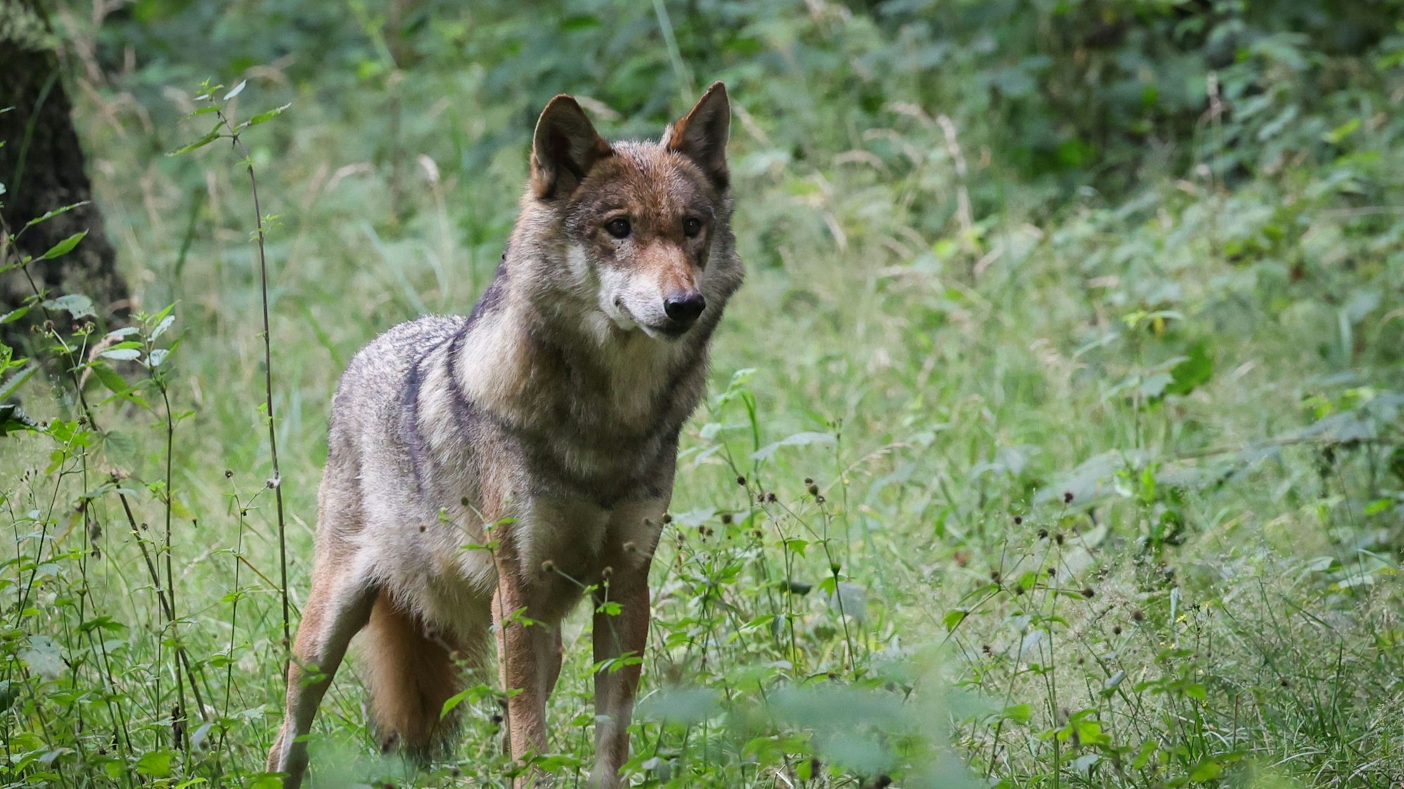 Dürfen Wölfe bald wieder bejagt werden?