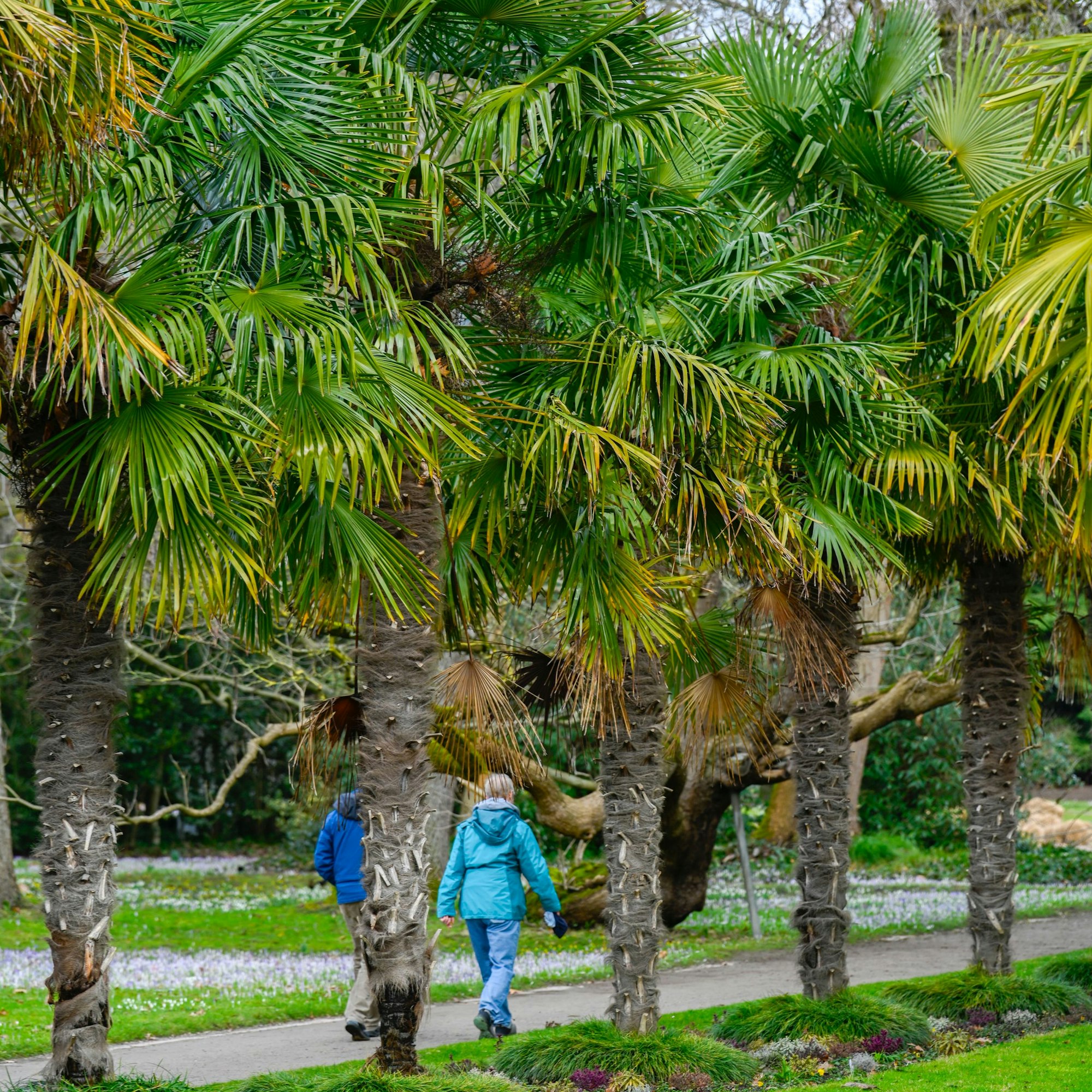 Wandeln unter Palmen im Botanischen Garten