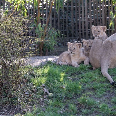 Die Kinder „Zohan“, „Prija“ und „Reeva“, zusammen mit Ihrer Mutter „Gina“.