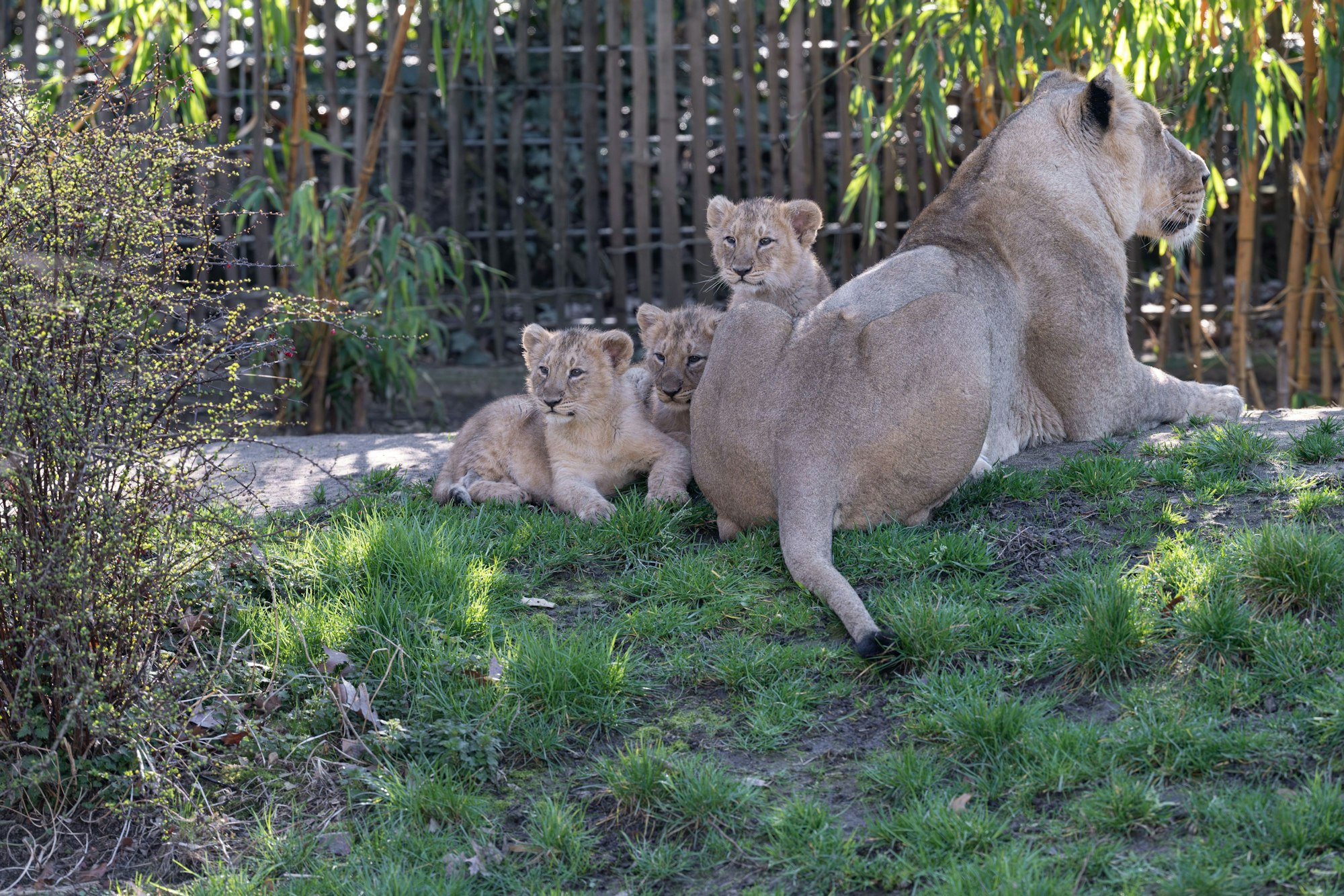 Die Löwenkinder „Zohan“, „Prija“ und „Reeva“, zusammen mit Ihrer Mutter „Gina“.