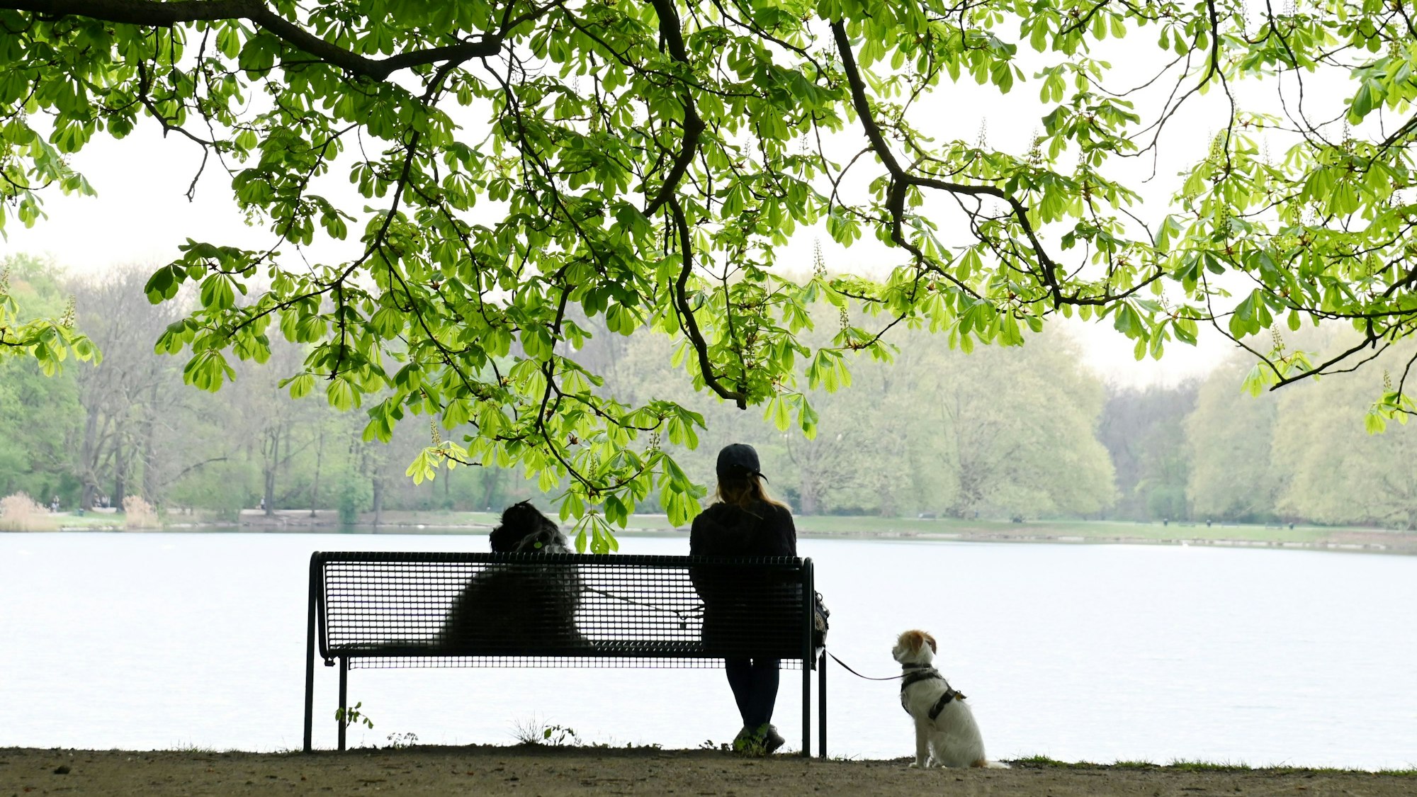 Rund um den Decksteiner Weiher führen breite Wege durch eines der beliebtesten Naherholungsgebiete im Kölner Westen