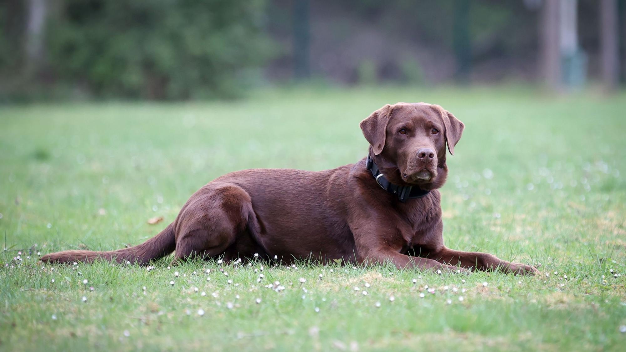 Labrador auf Wiese.