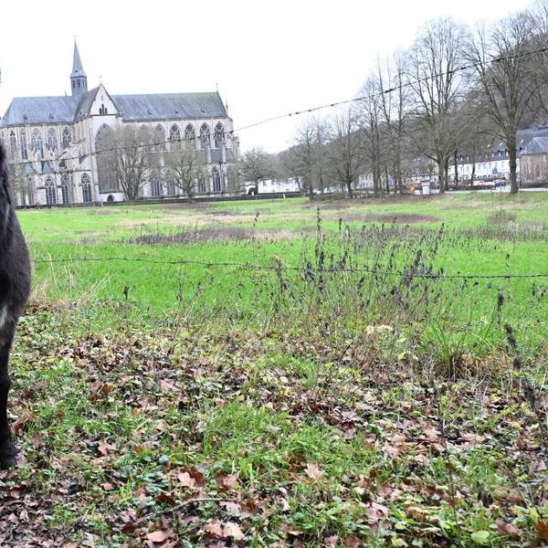 Ein Esel steht auf einer Wiese. Im Hintergrund der gotische Altenberger Dom.