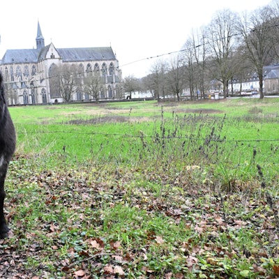 Ein Esel steht auf einer Wiese. Im Hintergrund der gotische Altenberger Dom.