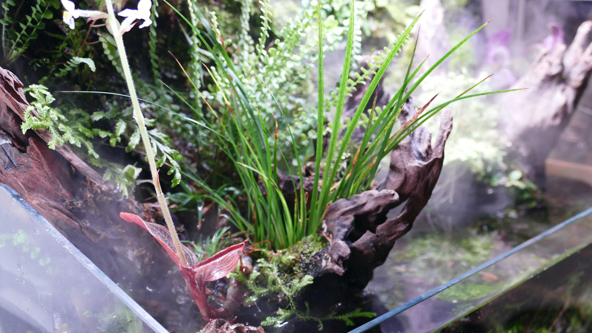 Farne, Orchideen und Moose in der Nahaufnahme.