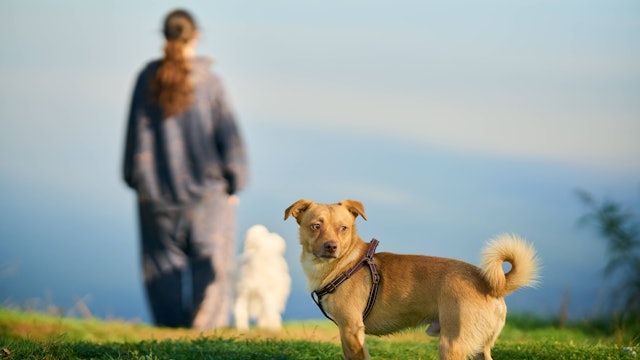 Niedlicher kleiner Hund steht auf Rasen mit grünem Gras und wartet auf seinen Besitzer.