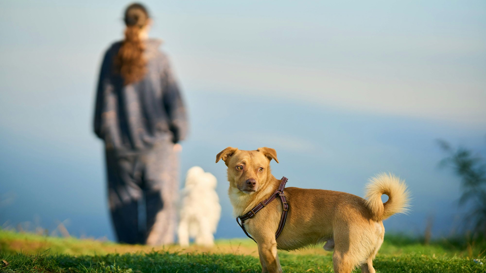 Niedlicher kleiner Hund steht auf Rasen mit grünem Gras und wartet auf seinen Besitzer.