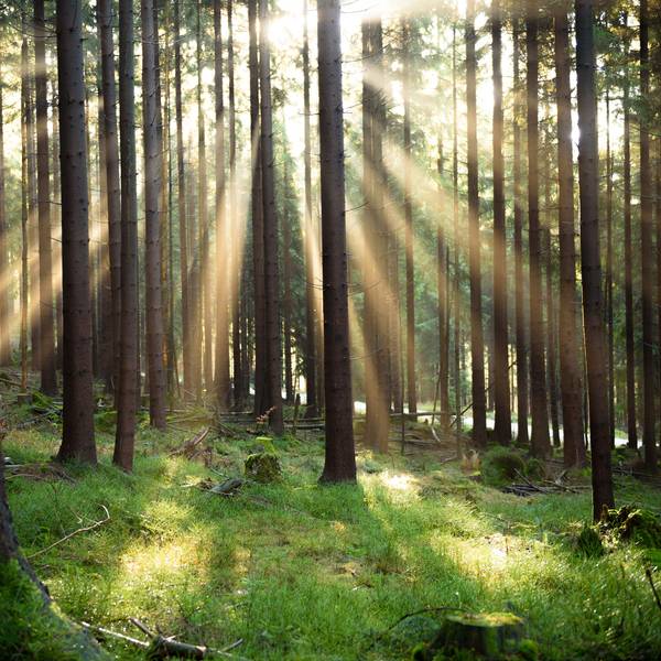 Aus 10.000 Setzlingen soll ein neuer Wald für Köln entstehen.