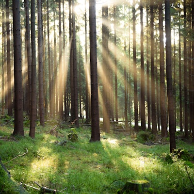 Aus 10.000 Setzlingen soll ein neuer Wald für Köln entstehen.
